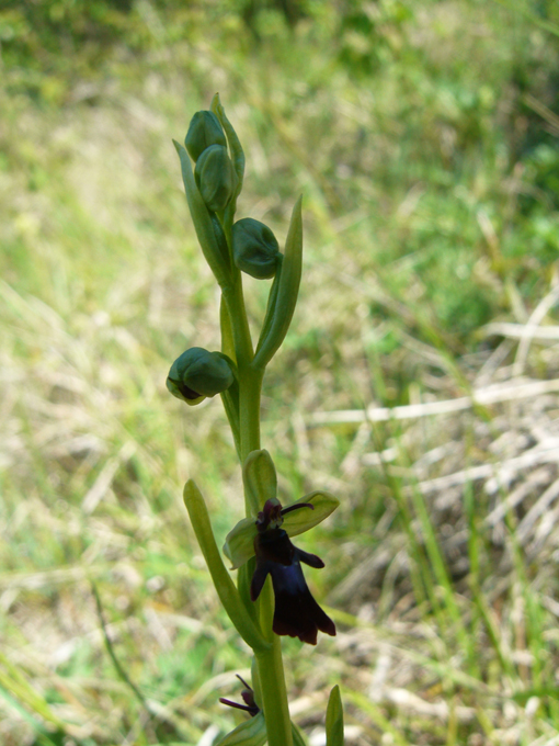 Orchis mouche