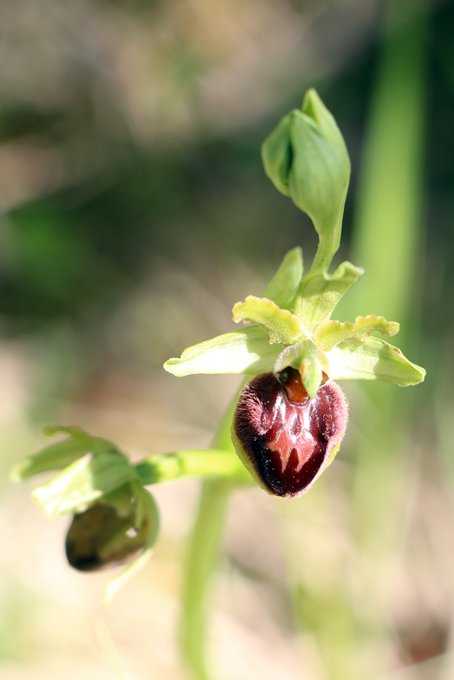 Orchis araignée Aranifera