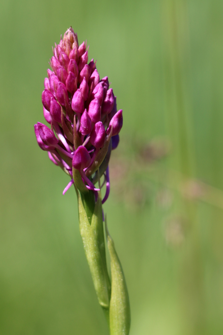 Orchis pyramidal Rose