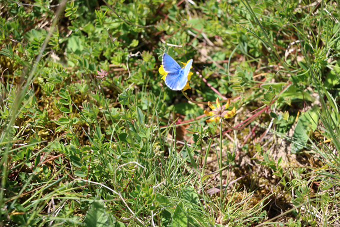 Papillon azuré