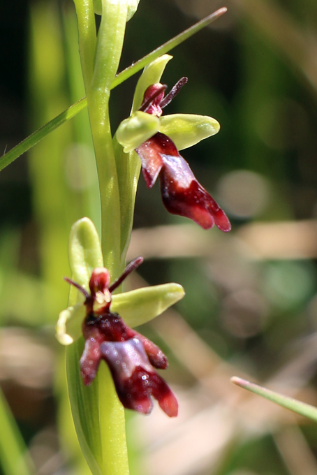 Ophrys mouche