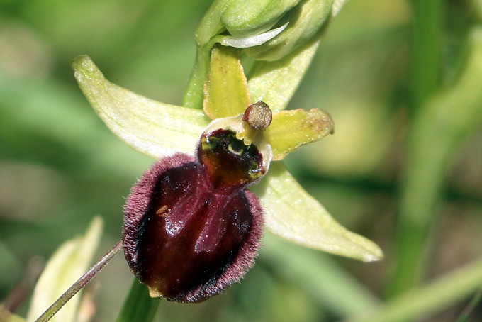 Ophrys de la passion