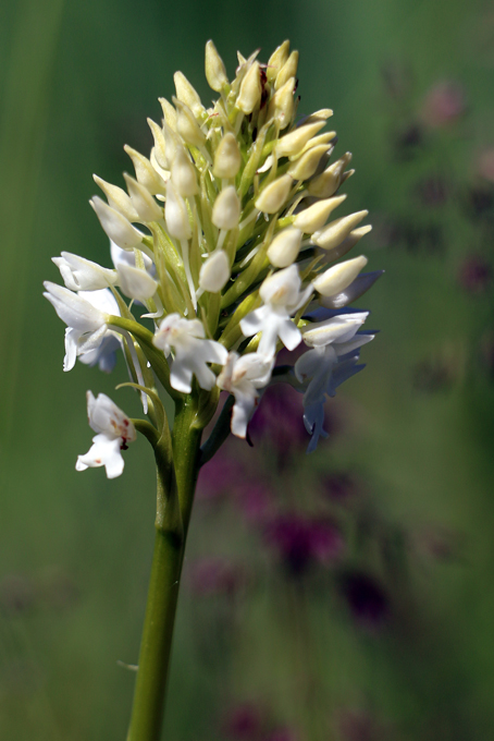 Orchis pyramidal blanche anacamptis