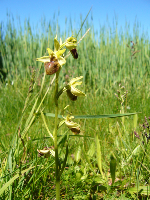 Orchis araignée