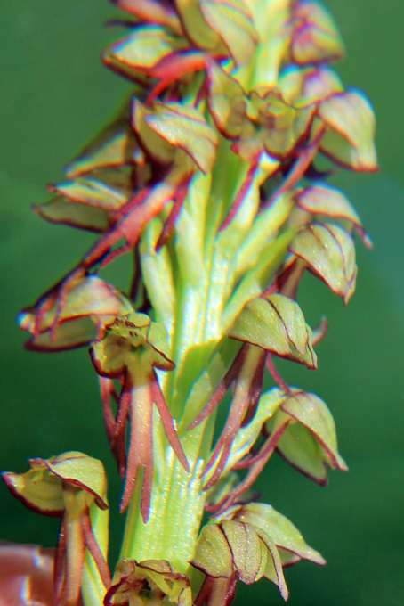 Orchis homme pendu anthropophora