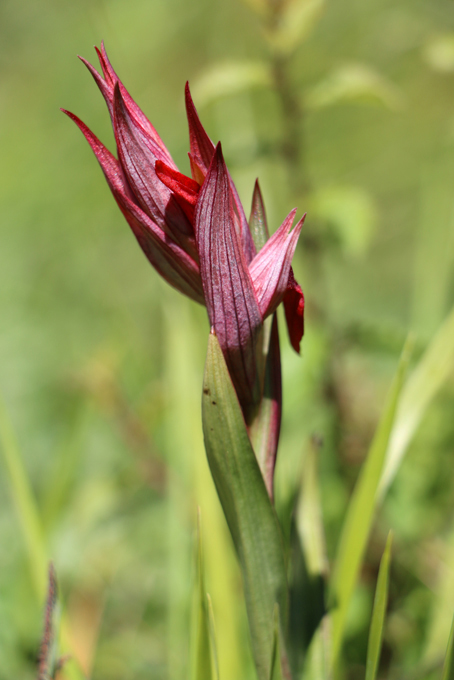 Orchis serapias langue