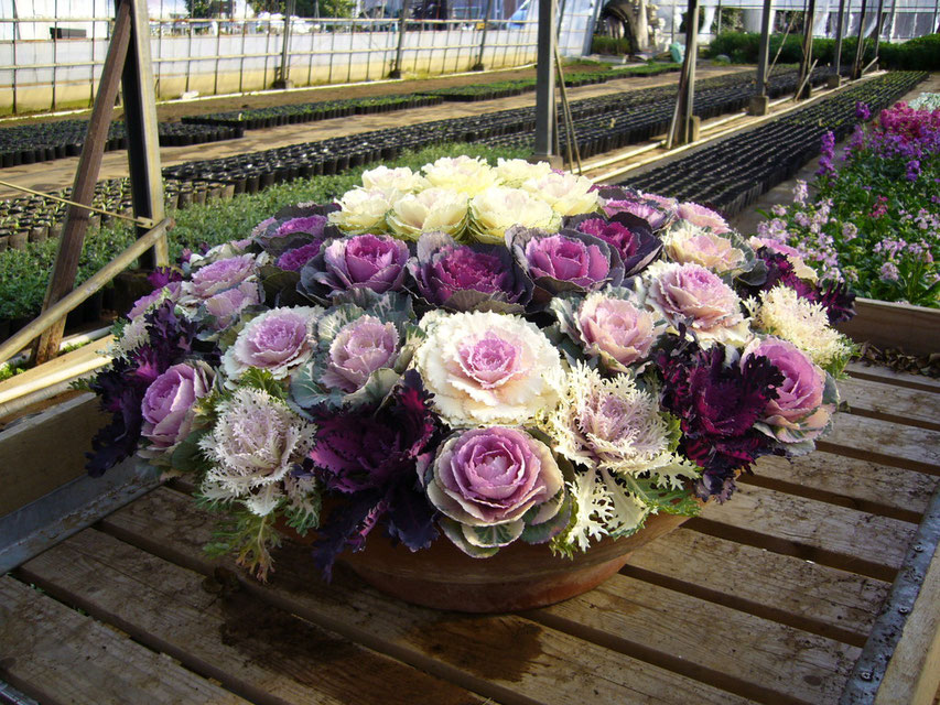 お問い合わせ 平山園top 千葉県 横芝光町 バラ ガーデン ローズ 花苗 花壇 生産 卸売 直売 平山バラ園 ホームページ Hp