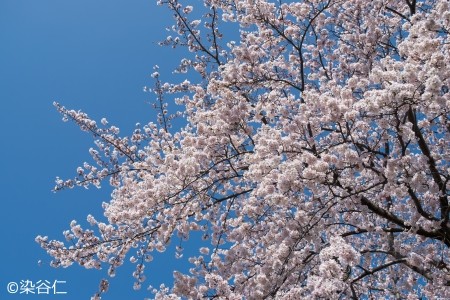桜20150402-15