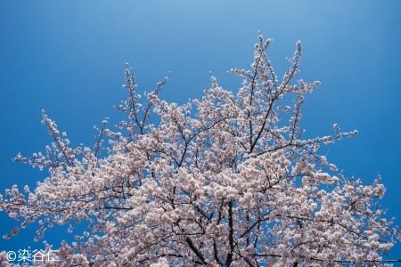 桜20150402-14