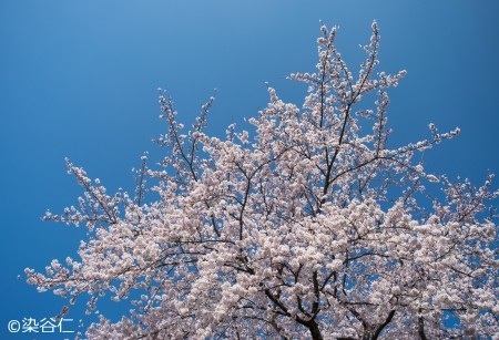 桜20150402-11