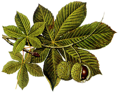 Waschmittel aus Kastanien herstellen - DIY - Kastanie Aesculus Praxis Thielmann