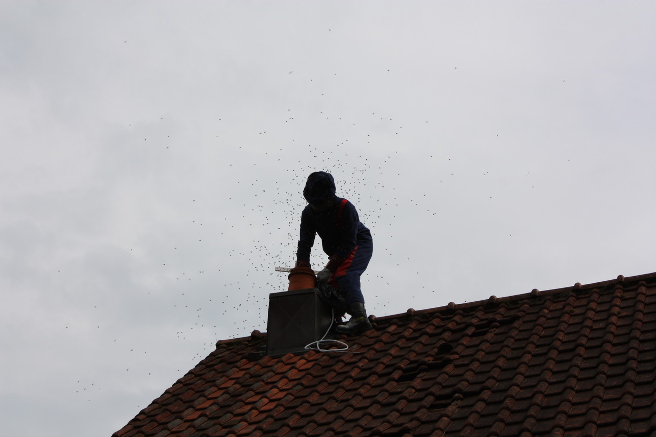 Essaim d'abeilles dans conduit de cheminée