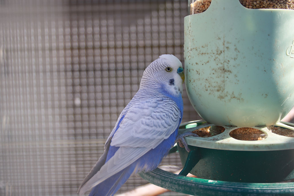 Geslachtsbepaling Haagse Grasparkiet