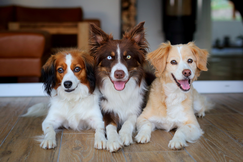 Unsere drei Räuber - Kooikerhondje Cleo, Border Collie Tayo und Mix Kyra