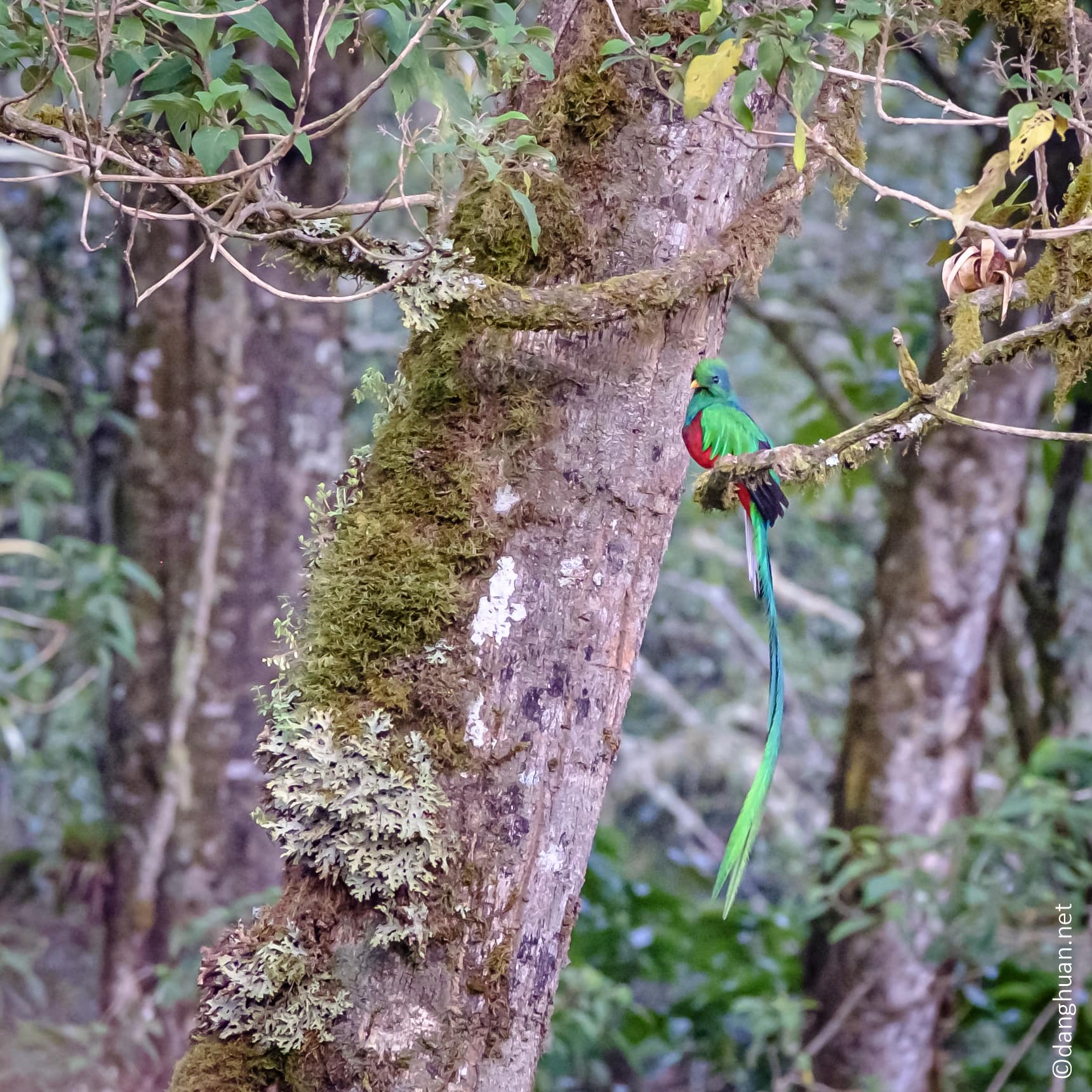 Quetzal resplendissant mâle (Costa Rica)