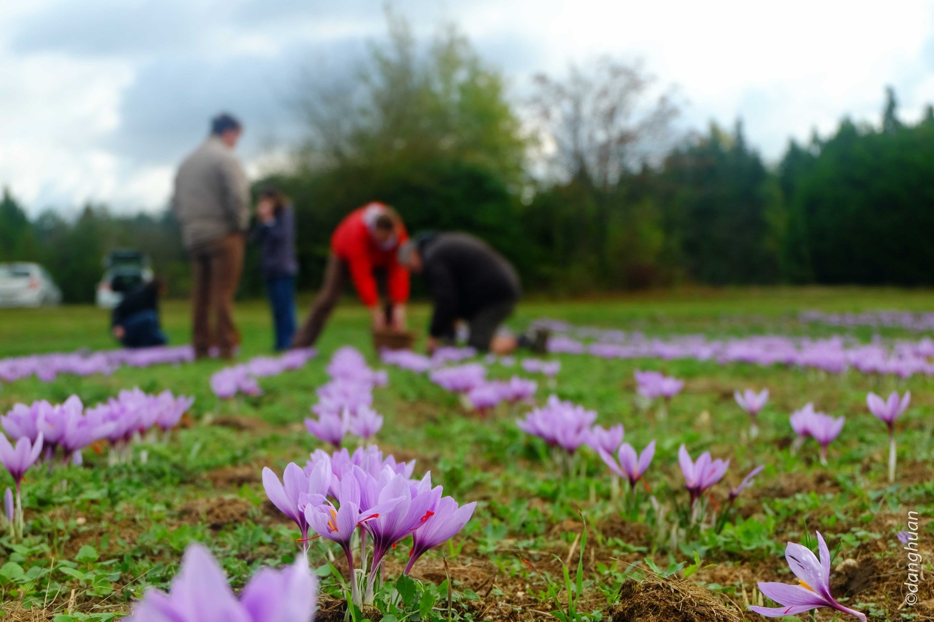 Les bulbes sont plantés en Avril à 15 cm de profondeur et la récolte a lieu en Octobre