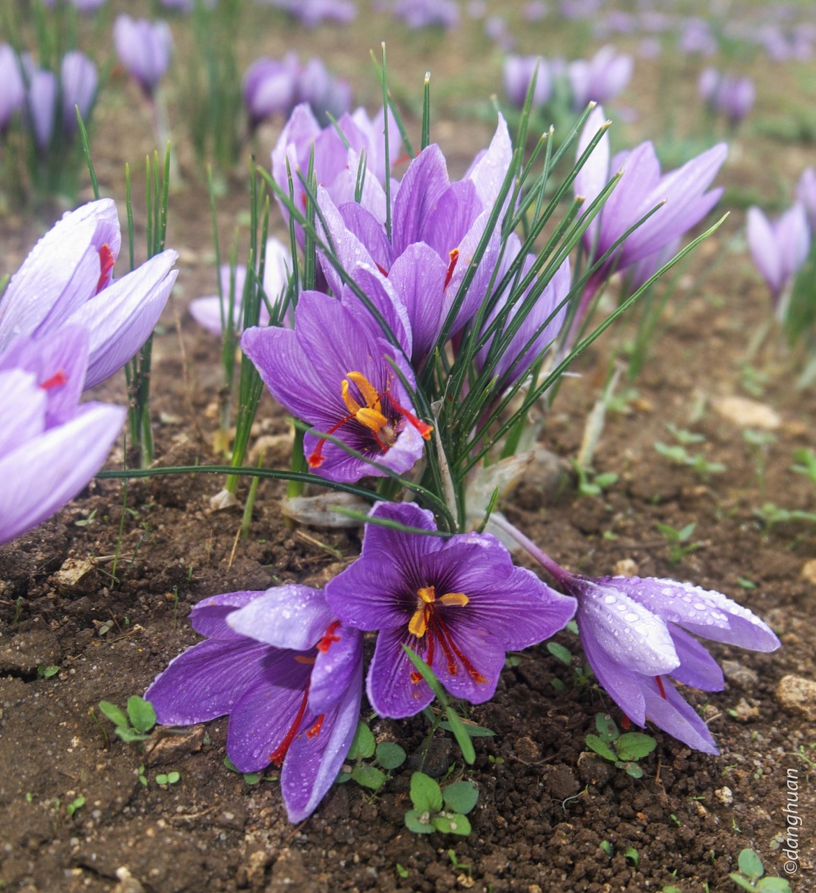 Safran (crocus sativus) au petit matin... Plante vivace, de la famille des iridées