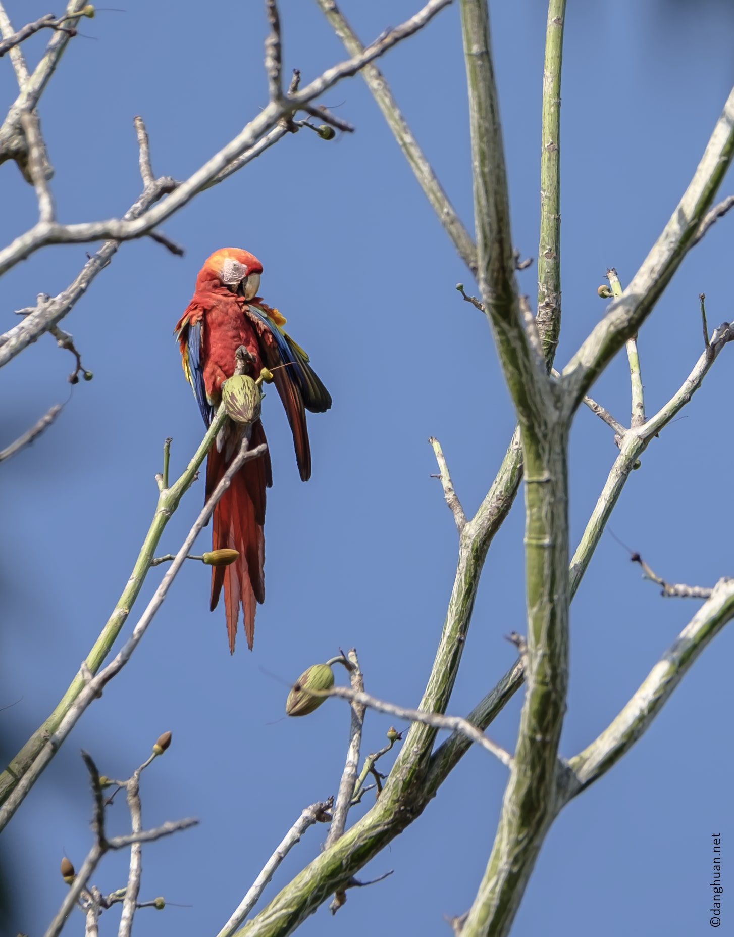 Ara rouge mâle