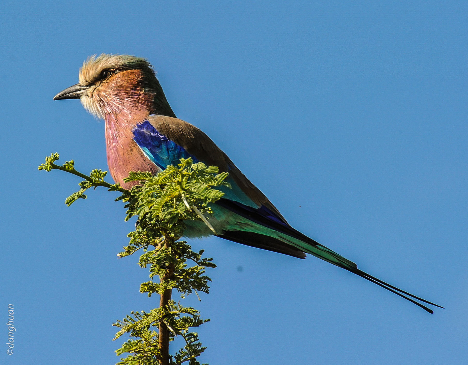 Lilac-breasted roller (parc national d'Estosha - Namibie)