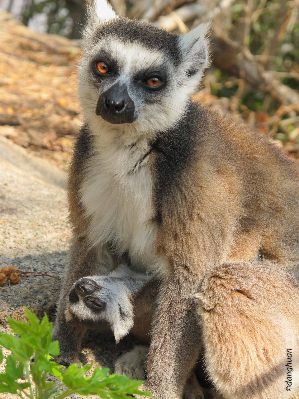 Lémur catta ou Maki (site d'Anja, Madagascar)