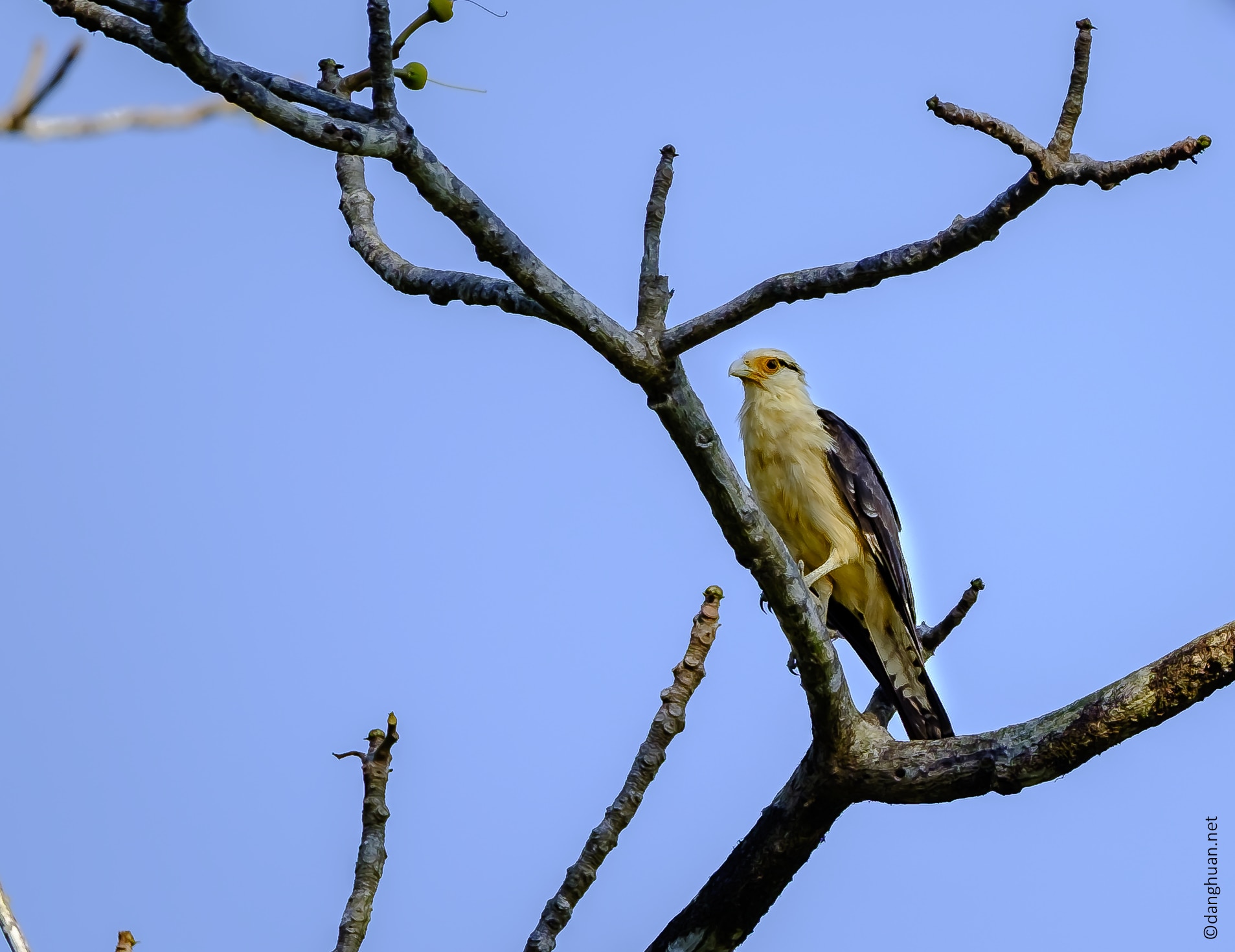 faucon (Peregrine Falcon)