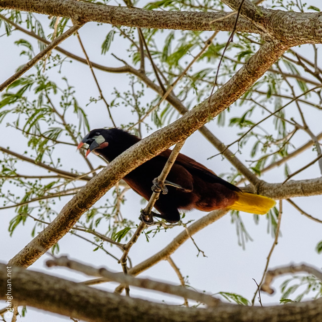 Oropendola - genres d’oiseaux de passereaux du Sud et de l’Amérique centrale dans la famille des Icteridae New World Blackbird