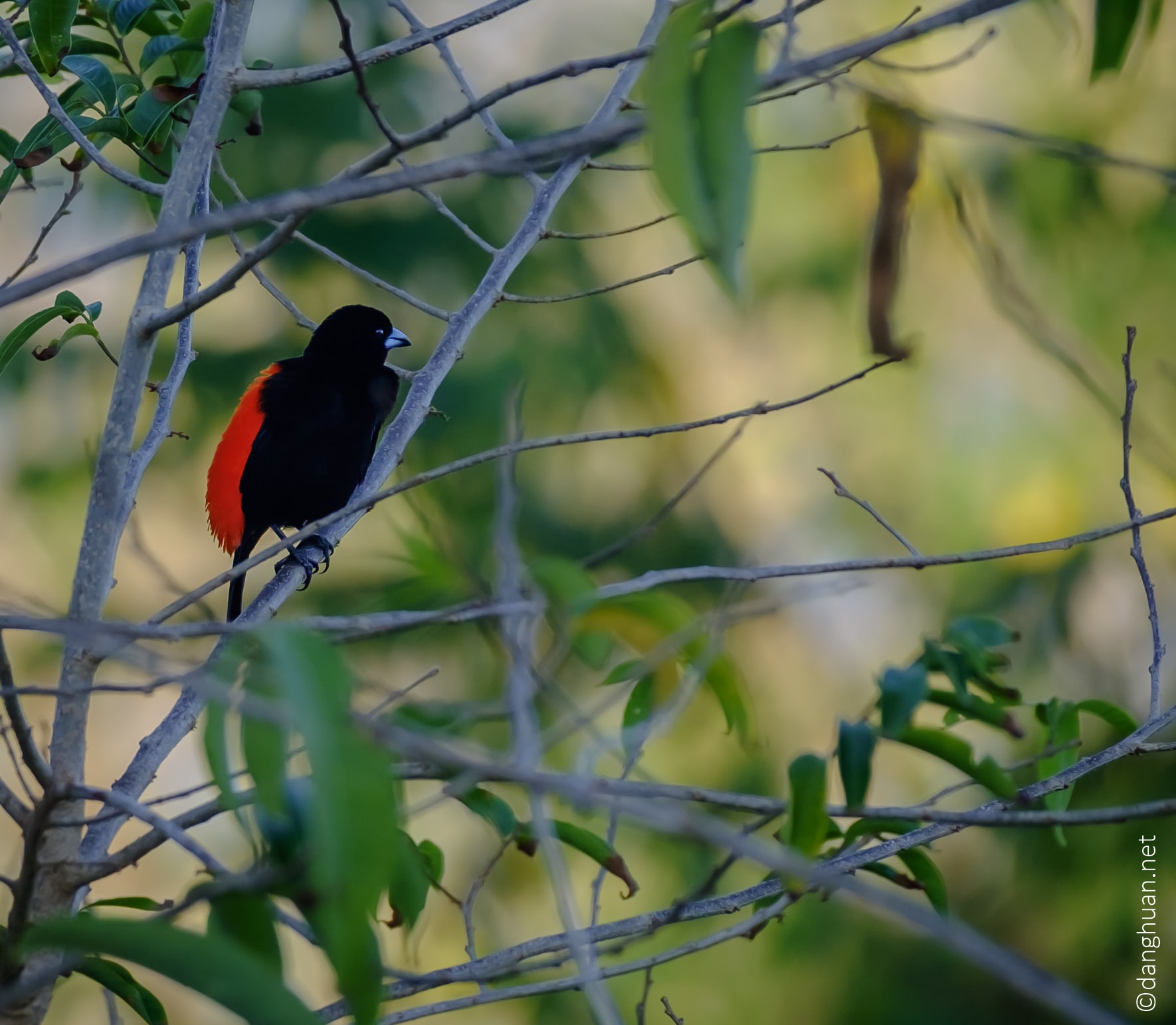 Tangara ou cherrie's tanager, une espèce de passereau appartenant à la famille des Thraupidae