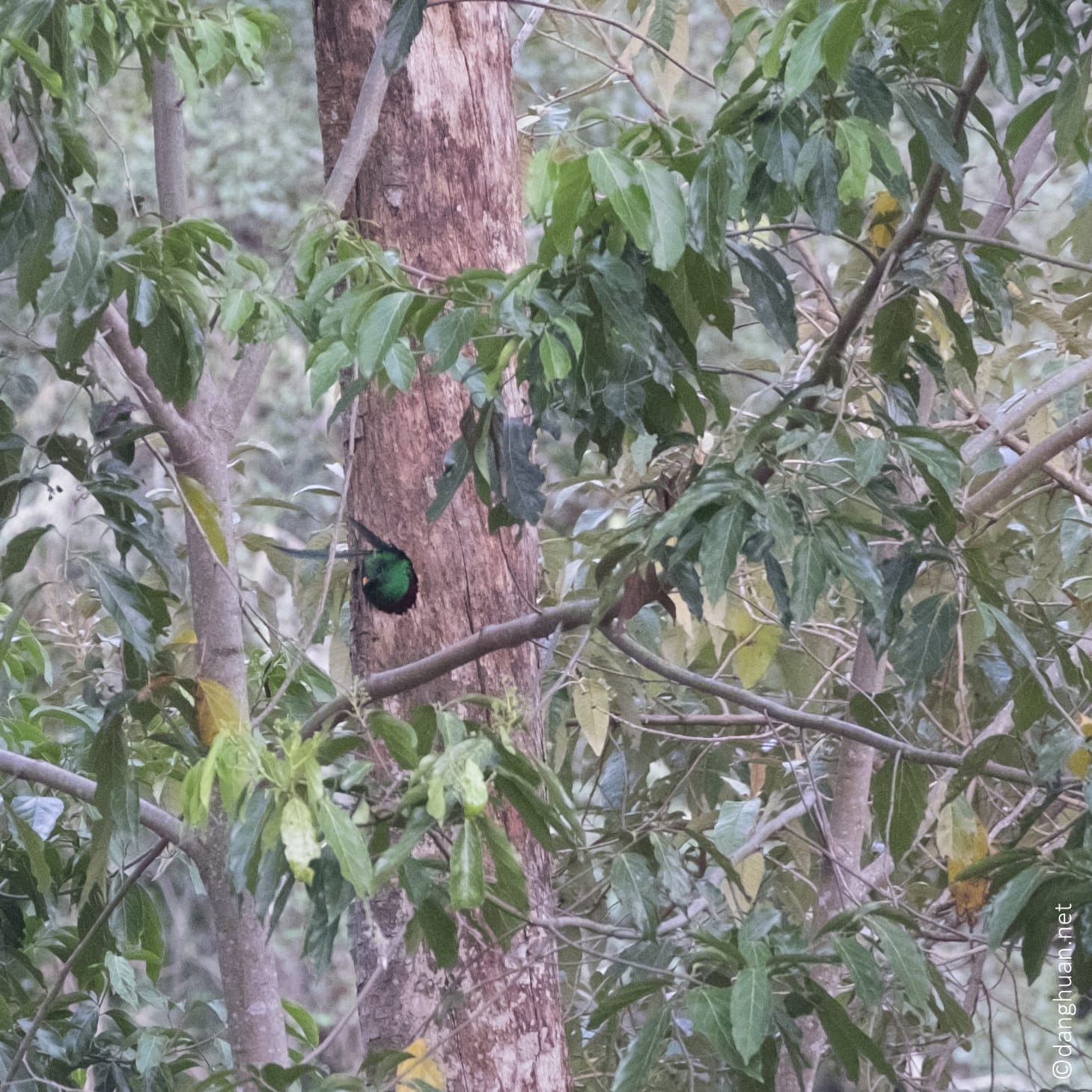 Nid de quetzal resplendissant vers 2000m, le mâle sort en fin d'après midi pour aller se nourir