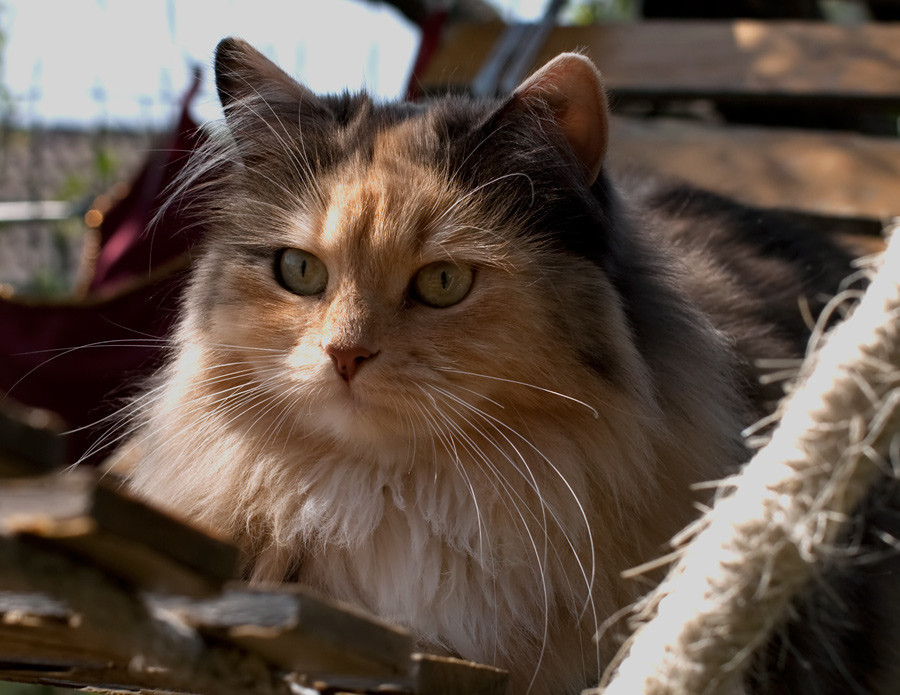 Gatto Siberiano Sweetysiberian Sweetysiberian Jimdo Page