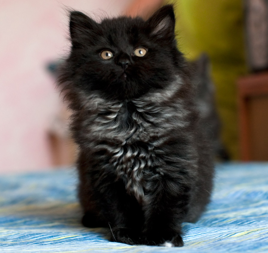 Adozione Di Un Nostro Cucciolo Sweetysiberian Jimdo Page