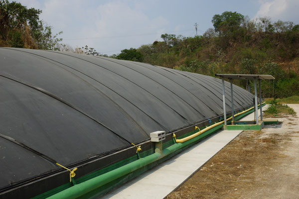 Digester for pig manure -Livestock Manure Swine - biogas