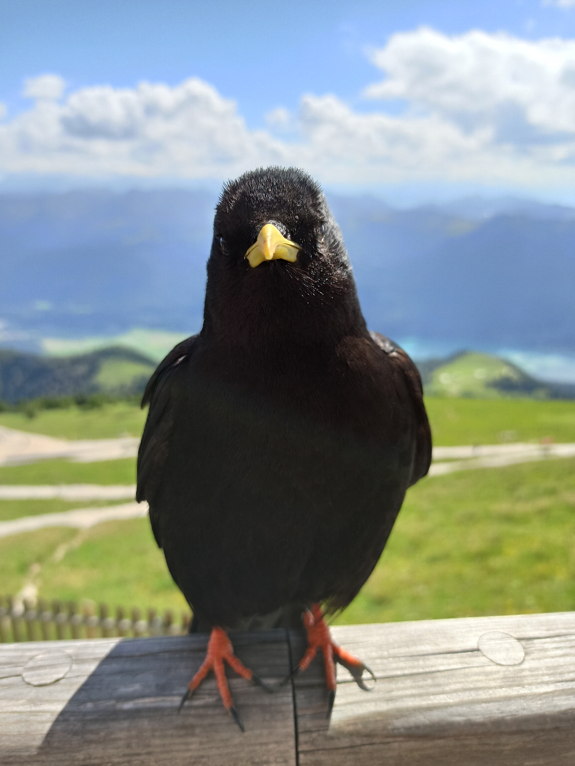 Diese Alpen Dohle beäugte sehr genau Ankes Kaiserschmarn