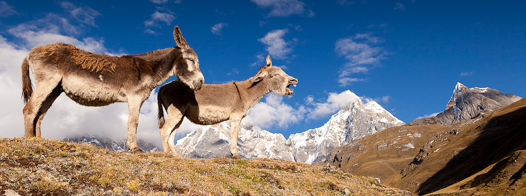 Eselsgeschrei in der Cordillera Huayhuash