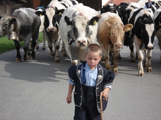 Garçon passant avec les vaches à La Buchille