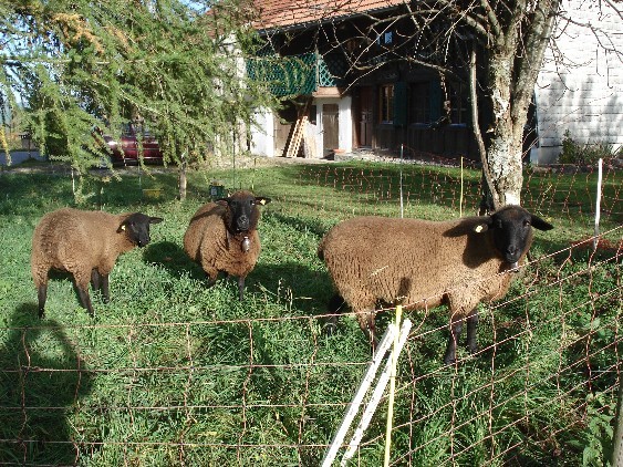 Trois moutons devant La Buchille