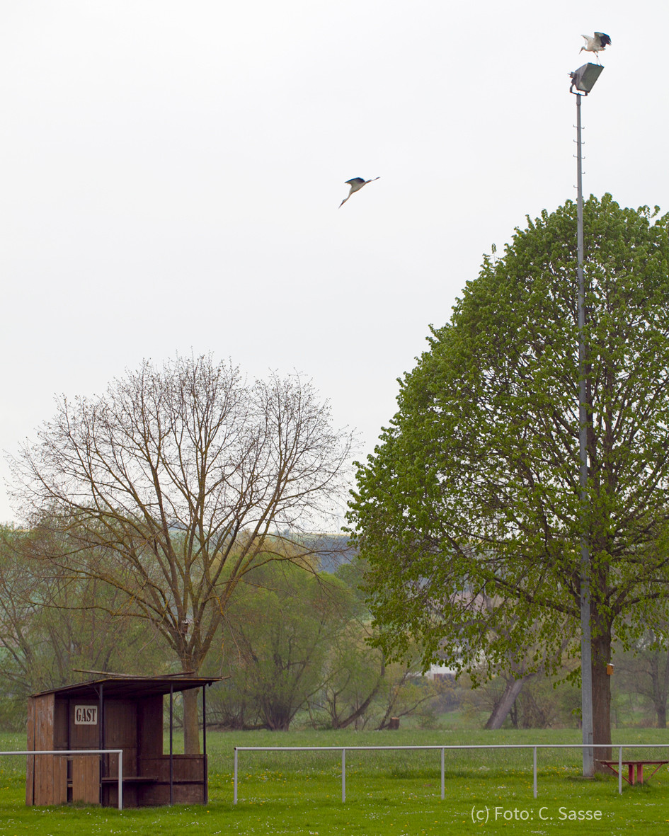 22. April 2014 - Gäste! 2 Störche am Sportplatz Sielen