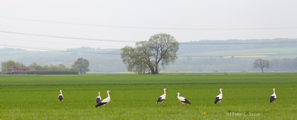 22. April 2014 - Hier: 7 von 10 Störchen in Sielen / Breite Wiese