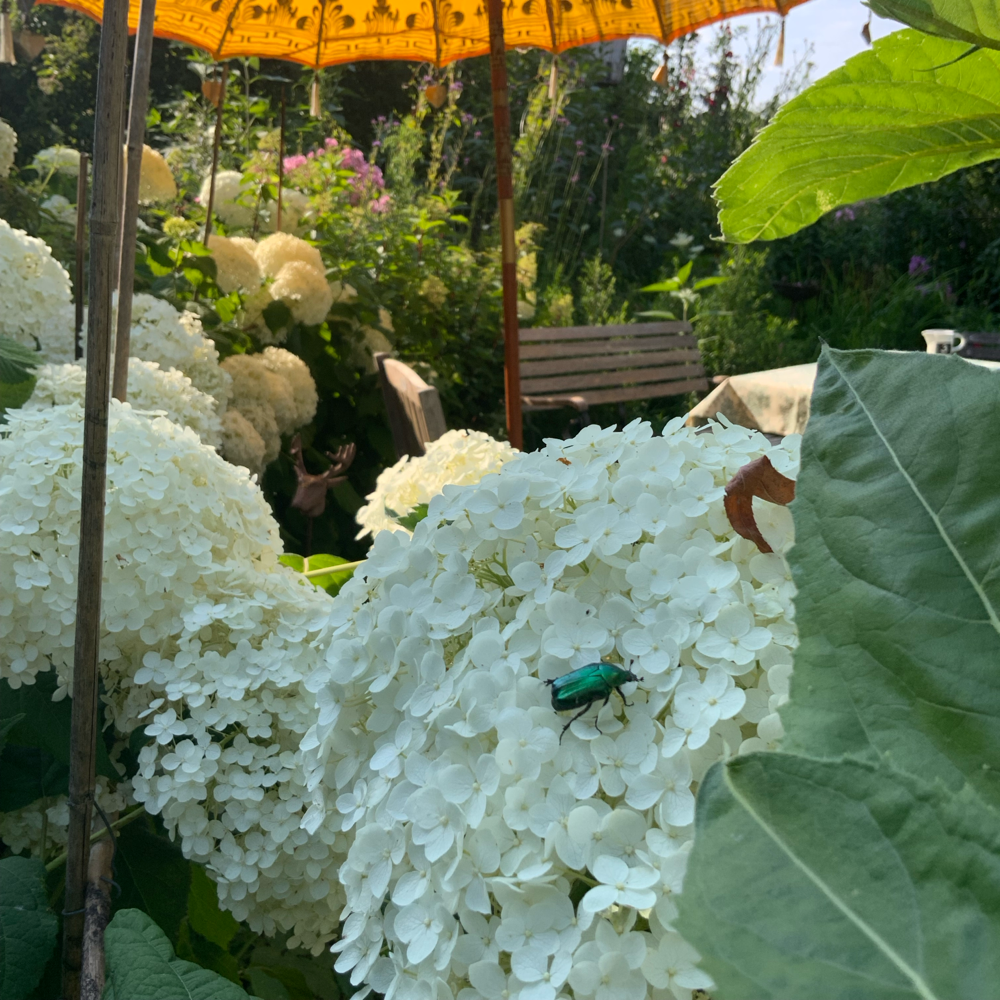 Natur im Kuchengarten