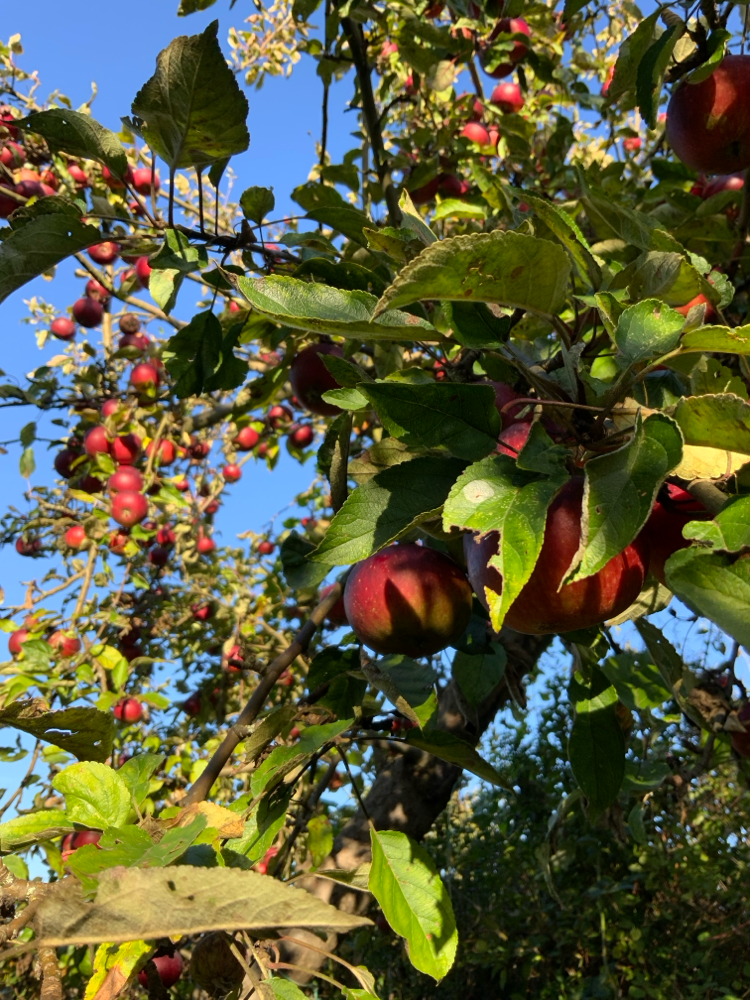 Mutters Herbstgarten🍁
