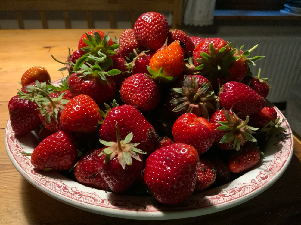 „Ostara“, „Favori“, „Daroyal“: was die Schnecken übriglassen wird flink zu Konfitüre verarbeitet. Am kommenden Sonntag gibt es frische Erdbeer- und Aprikosenkonfitüre im Café 🍓