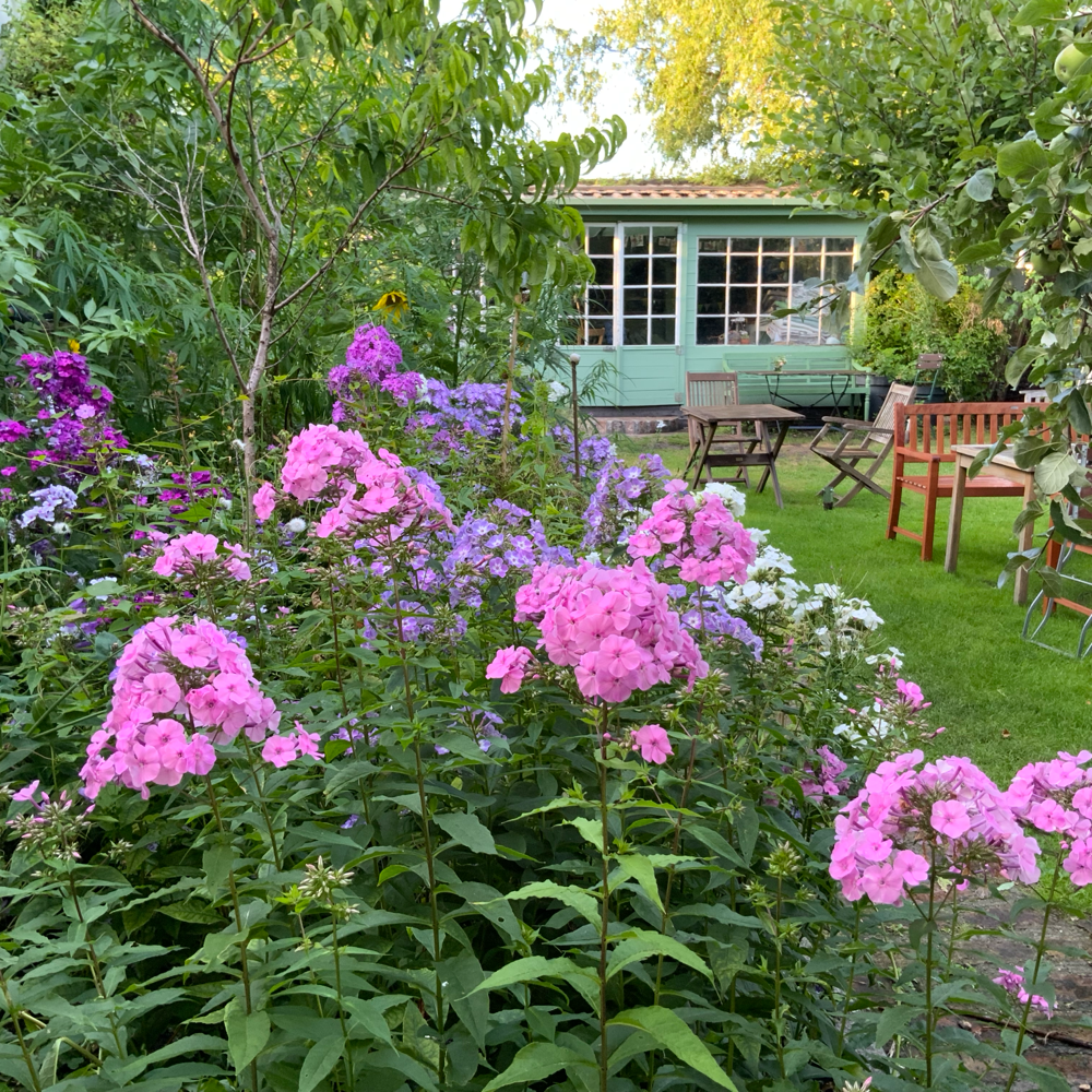 Duftender Sommerphlox im Kuchengarten