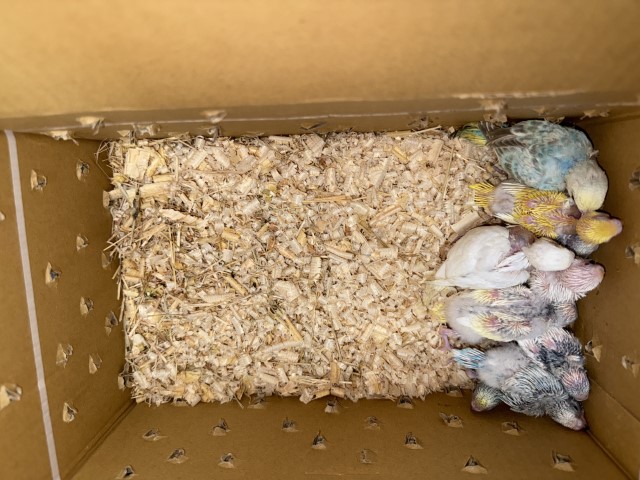 セキセイインコが仲間入りしました。