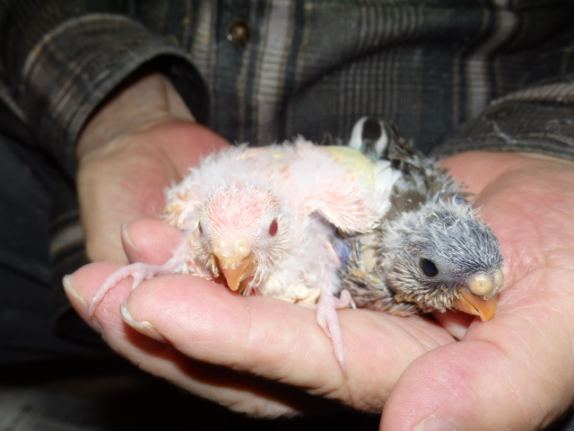 アキクサインコが仲間入りしました。