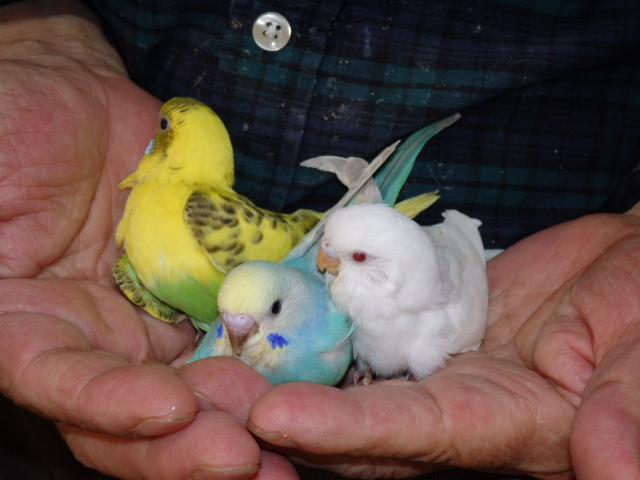 2022年6月20日 セキセイインコ パステルレインボー ケンソン アルビノ