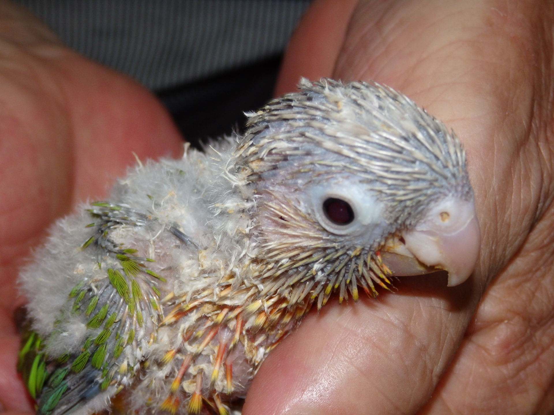 ウロコ インコ 寿命 ウロコインコは何年生きる 飼う前に知って起きたい寿命のこと