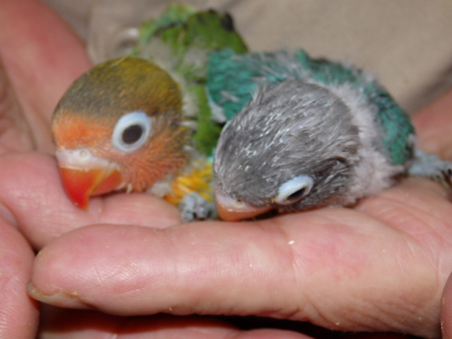 ズグロシロハラインコ 福岡インコ ペットミッキン