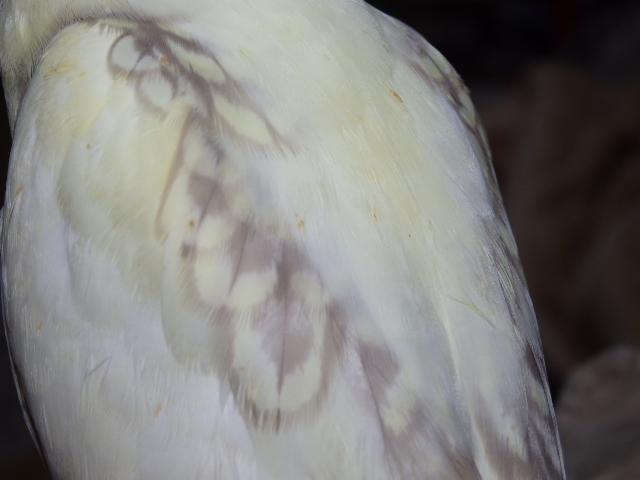 2021年6月8日 オカメインコ パールパイド