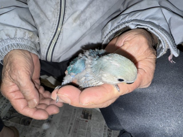 コザクラインコが仲間入りしました。