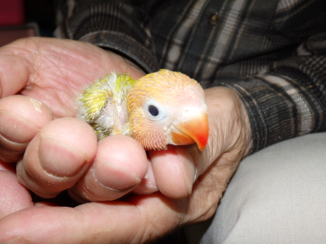 ボタンインコが仲間入りしました。