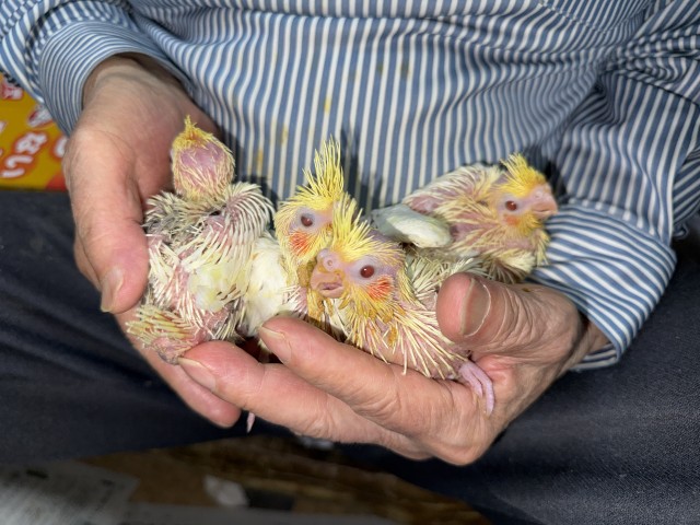 オカメインコが仲間入りしました。